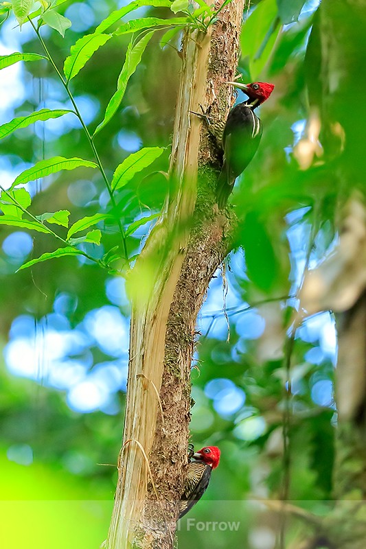Pair of Pale-billed Woodpeckers, Costa Rica - Pale-billed Woodpecker