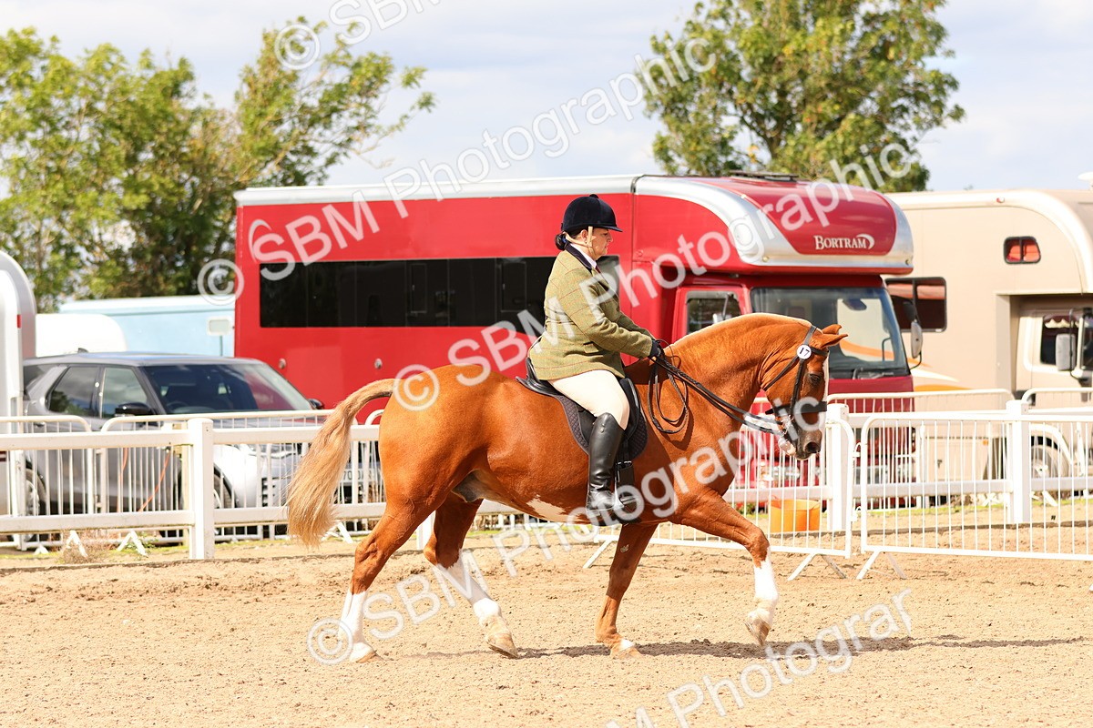 SBM_15479 - Class 214 - Ridden Show Cob