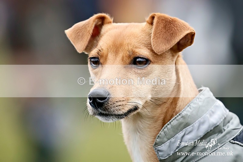 PtP 190316 714 - Dogs