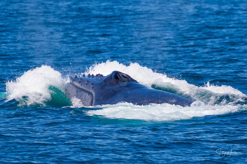 0A3A6435 Barge - Humpback Whales