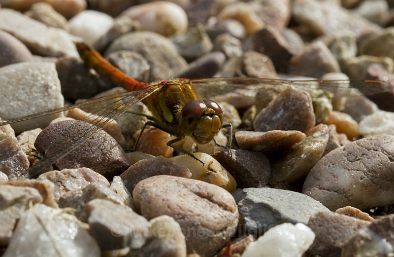 Common Darter Dragonfly, Cheshire - DRAGONFLY & DAMSELFLY GALLERY