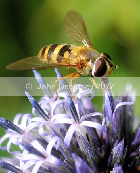 Stops for a drink - Plants and Insects