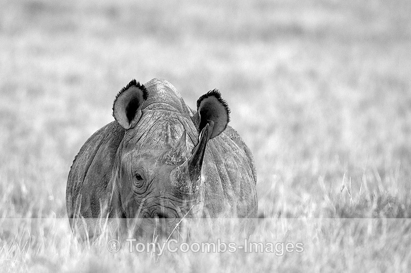 Black Rhino - Lewa ~ Other Mammals