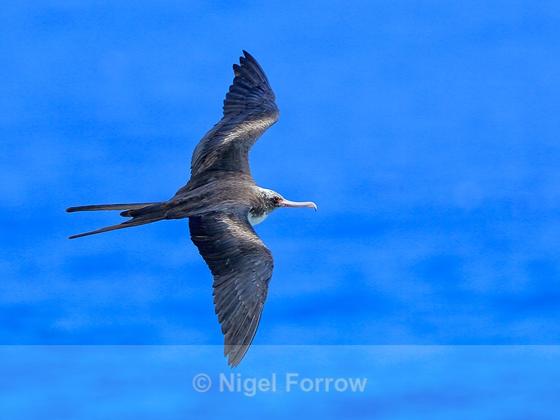 Great Frigatebird (female) flying, Kilauea Point, Kauai - Great Frigatebird