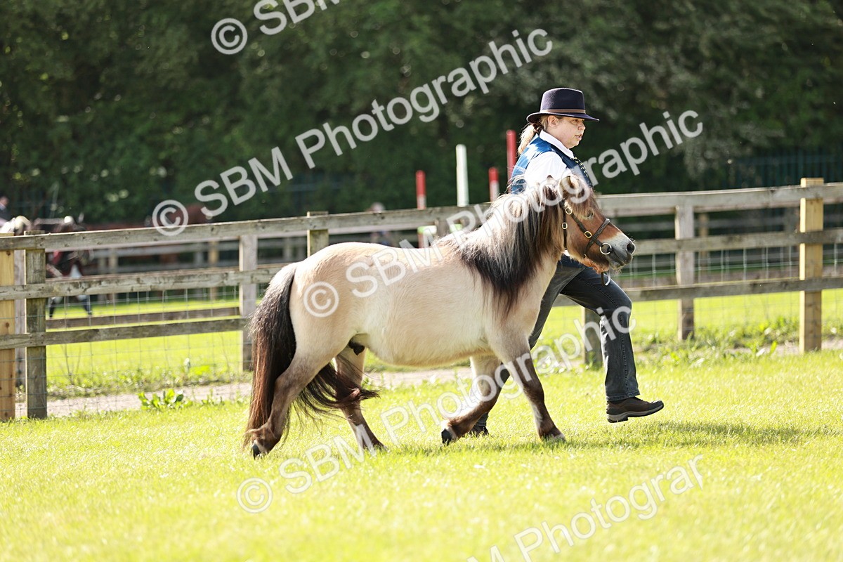 SBM_01748 - Class 14-23 - Mountain & Moorland In Hand Non Welsh