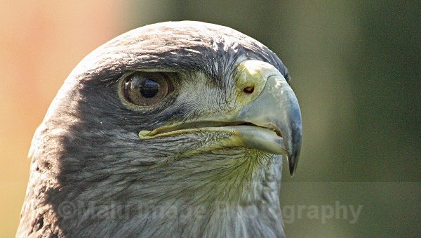 Chilean Blue Eagle - BIRDS