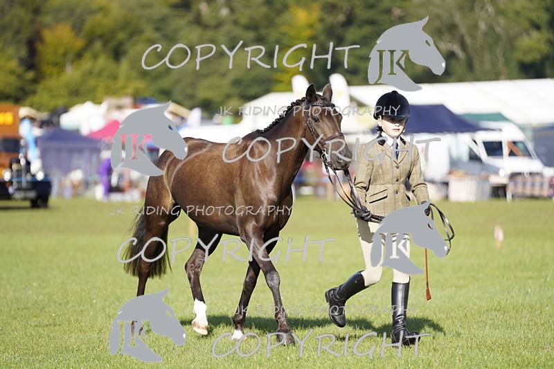 _DSC9513 - Class 8 & 17 Ridden Hunter & Ridden Hunter Pony