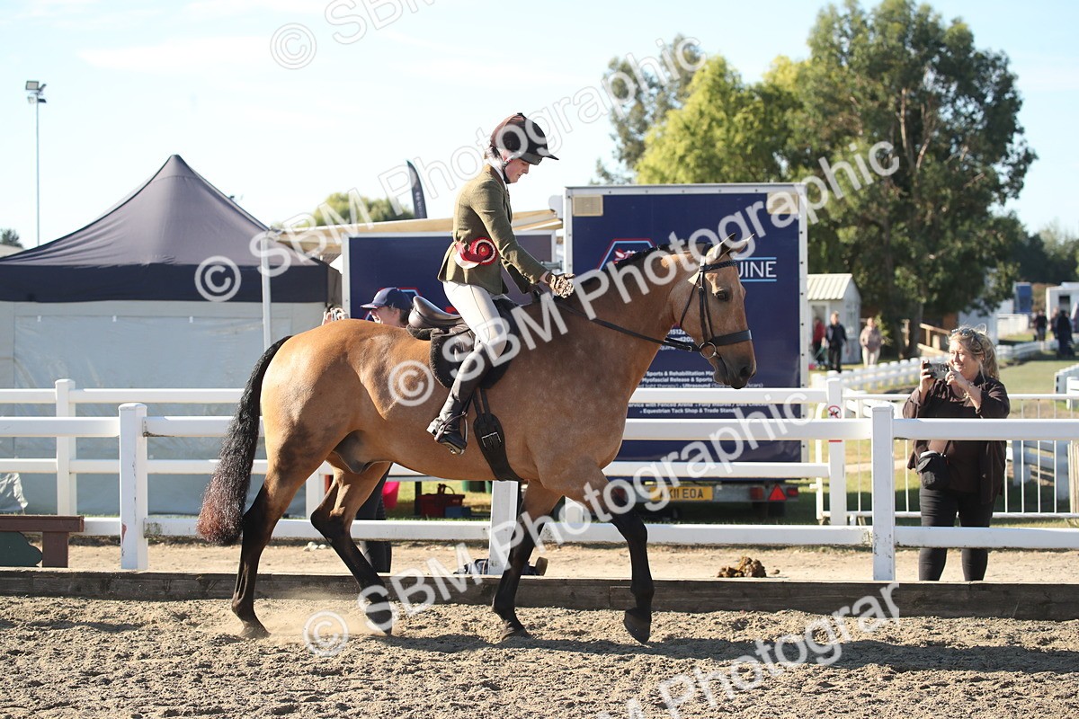 SBM_11354 - Class 501 -Riding Club Pony