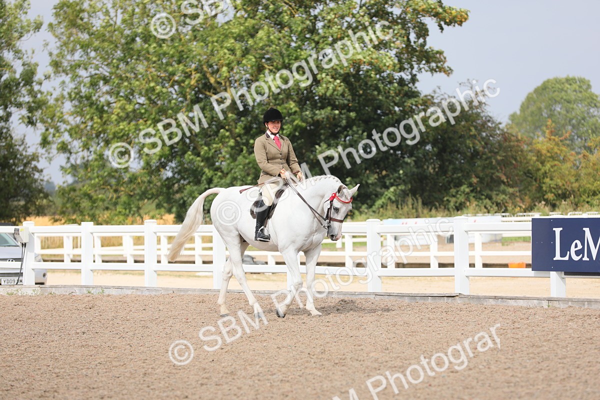SBM_13324 - Class 308 Ridden Coloured Horse