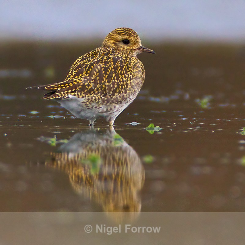 Golden Plover reflection - Golden Plover