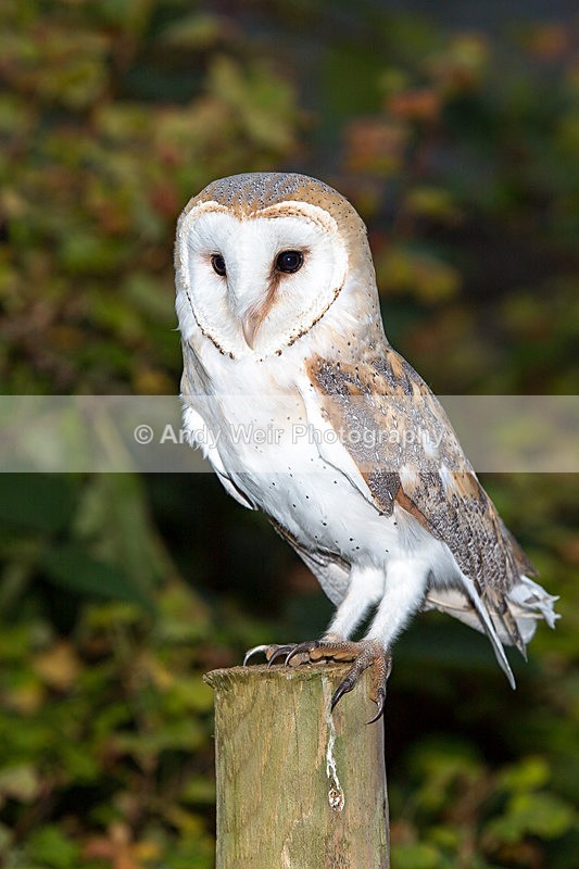 20131012-3K8A7125-2468 - Barn Owl
