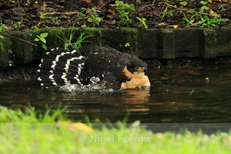 Bicoloured Hawk (juvenile) taking a bath in a pond at Curi-Cancha - Bicoloured Hawk