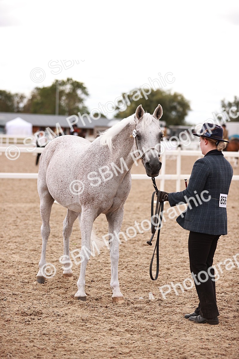 SBM_16205 - Class412 - Handsome Gelding (IH  or Ridden) Adult