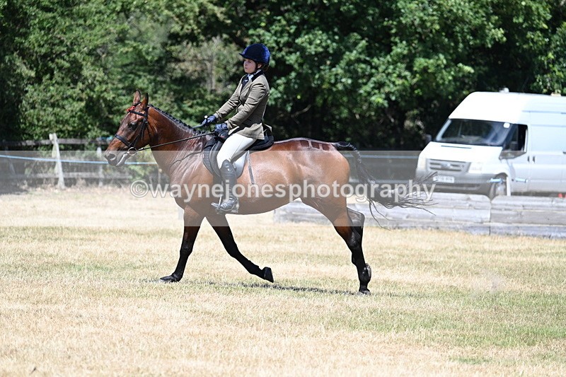 WJ7_3110 - Class 7 Riding Club Show Horse