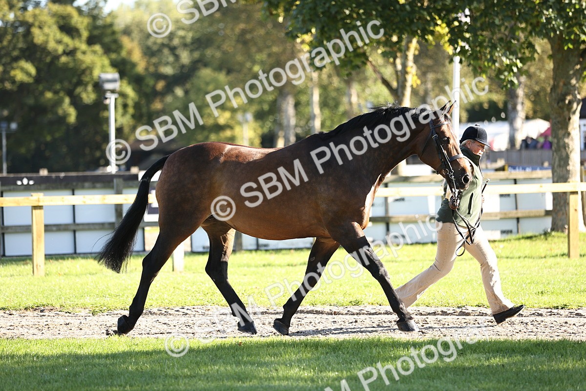 SBM_15698 - S1 - TSR in Hand Horse & Pony Showing