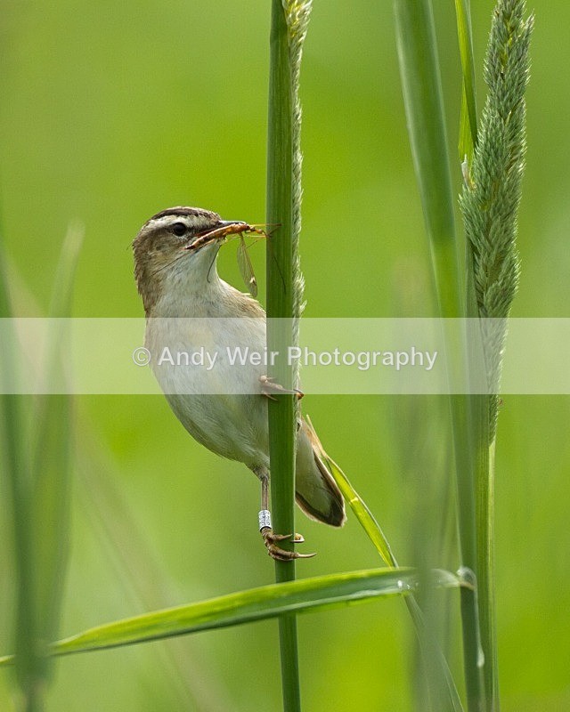 20110618-IMG_6003 - Sedge Warbler