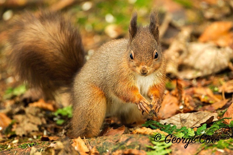 Red Squirrel