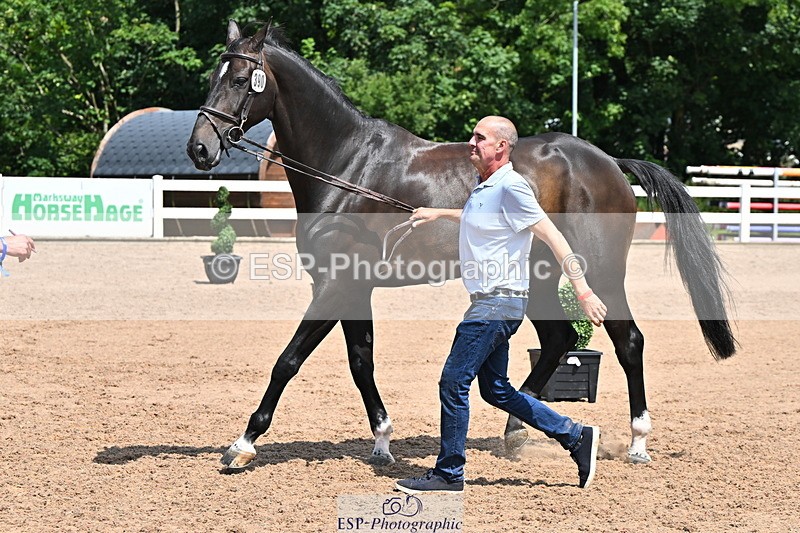 240718A-105258-01399 - Trot Up 12pm to 1pm