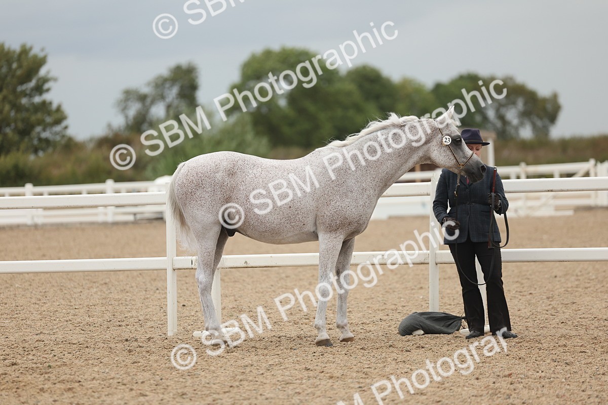 SBM_19256 - Class 317 - IH Pure Bred Horse-Pony