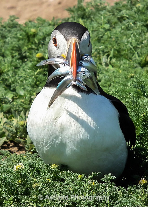 Astland Photography, Bird and Wildlife Images, Susan and Peter Wilson, U.K.