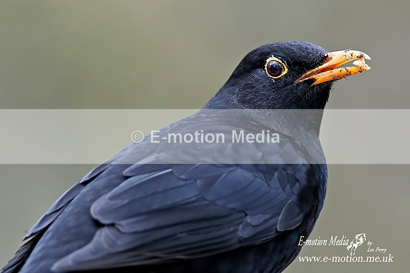 Blackbird m 060313-245 - Nature