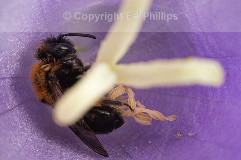 Andrena bicolor (f)
