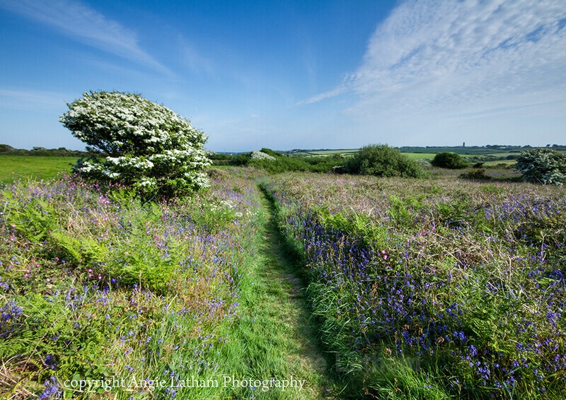 May Flowers in South-West Cornwall - Celtic Cornwall