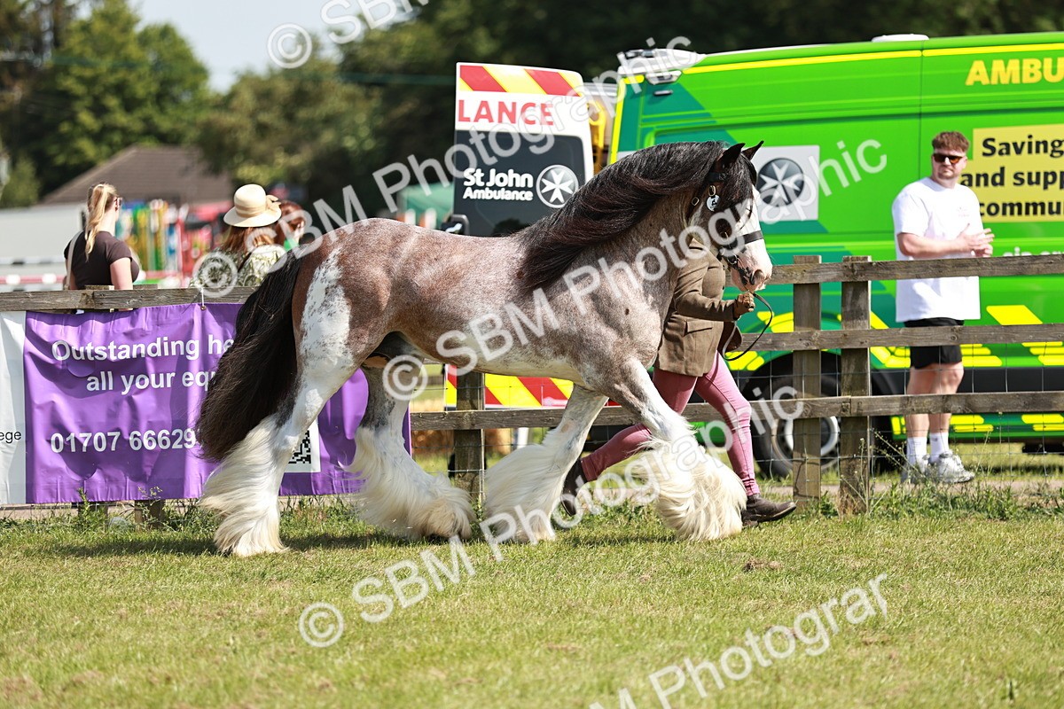SBM_08791 - Class 63-65 - Traditional Gypsy Cobs In Hand & Ridden
