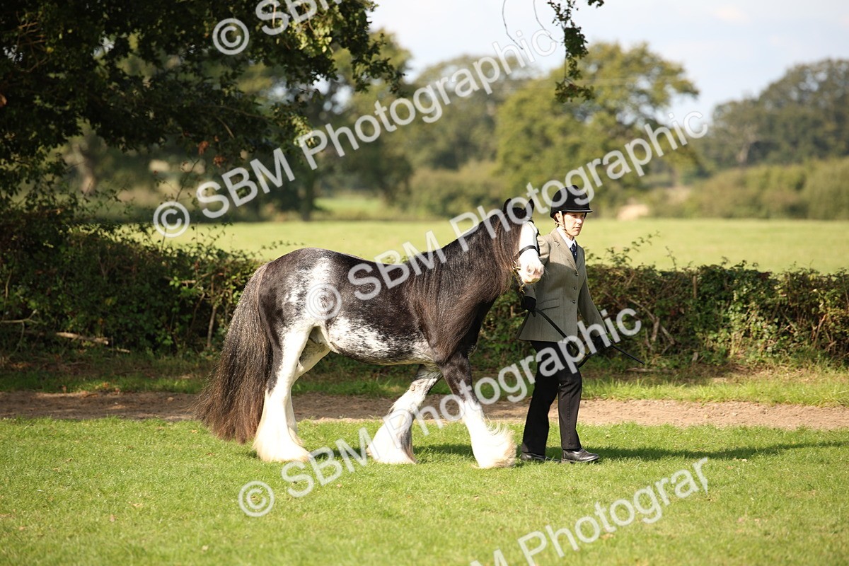 SBM_62151 - S55 - Traditional Cob In Hand