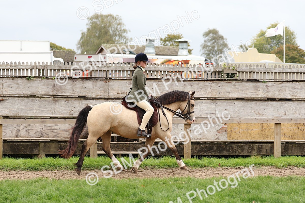 SBM_69575 - S62 - Mountain & Moorland Ridden Large Breeds