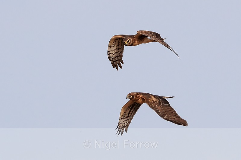 Two Northern Harriers in flight, Bosque del Apache, New Mexico - Northern Harrier