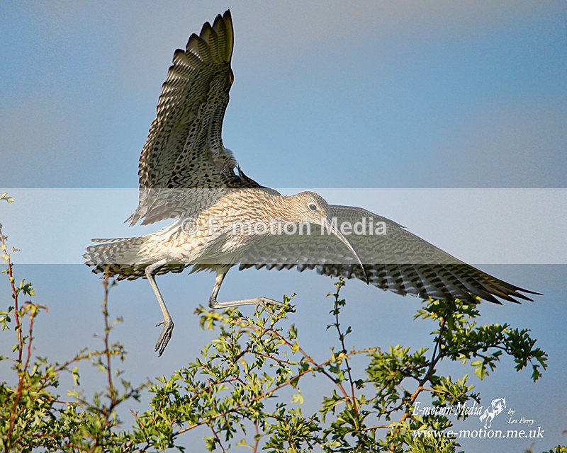 260620 -1091a - Nature