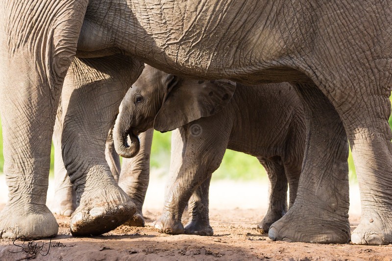 Elephant Baby 28