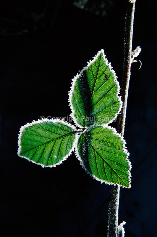 Frost on blackberry leaf - Featured Images