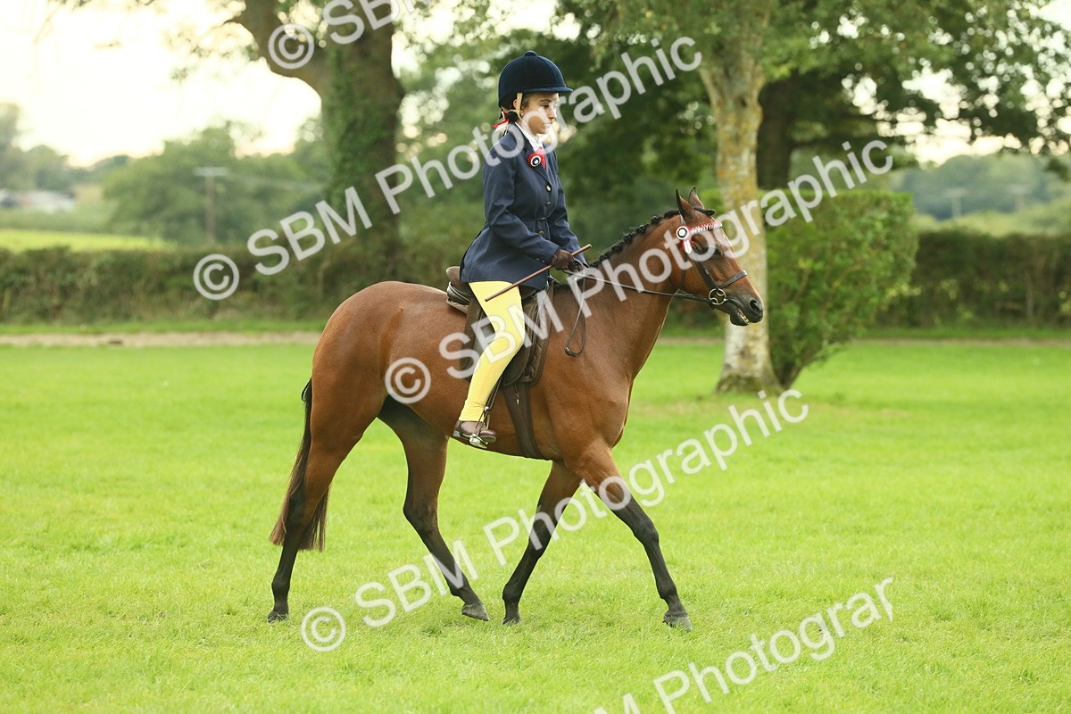 SBM_73918 - S 61 - Show Pony & Show Hunter Pony Ridden
