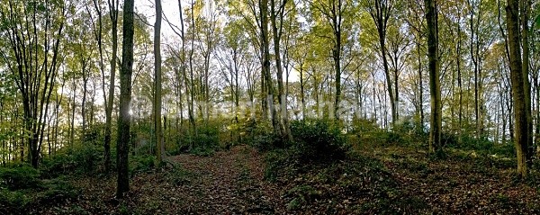 Lads-Head-Wood-panorama-Lowick - English Lake District Panoramas