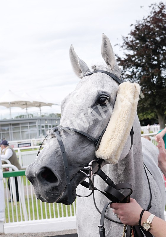 260724-Race 6-Brian The Snail-08 - Race 6