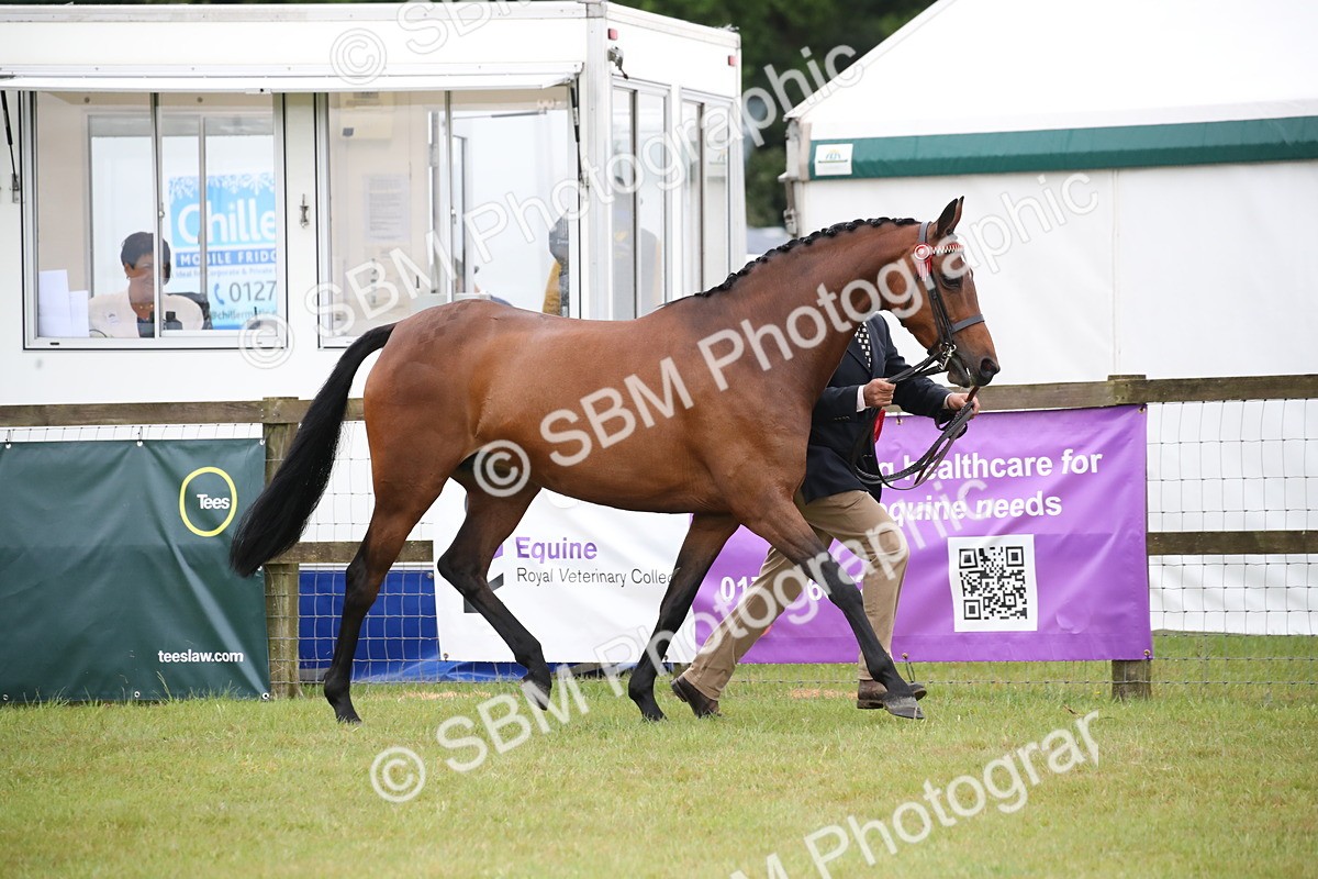 SBM_00203 - Class 17-20 - Arab & Part Bred - Anglo Arab In Hand
