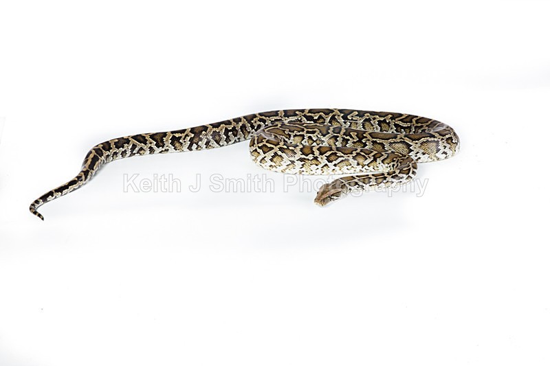 1SKJ7324 - Roaming Reptile Show