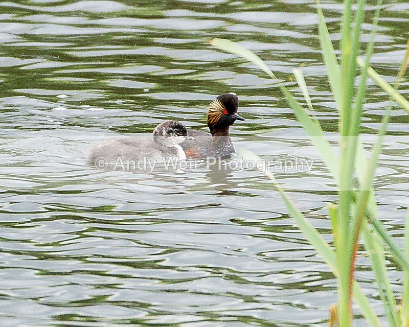 20130624-_MG_4236 - Black-necked Grebe