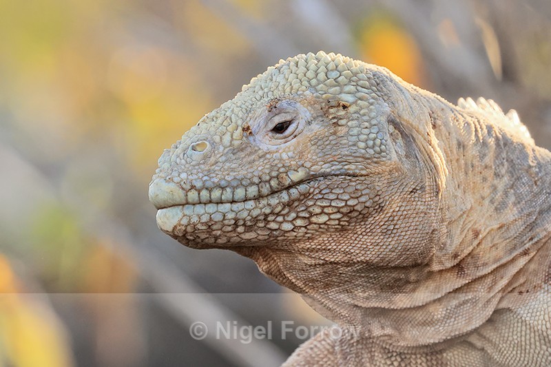 Sante Fe Land Iguana portrait, close view, Galapagos - REPTILES & AMPHIBIANS