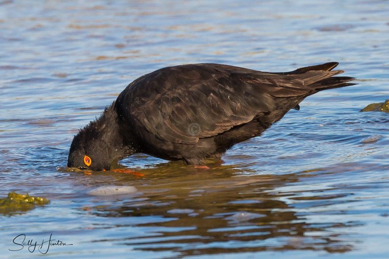 Sooty Oyster Catcher Bath 1