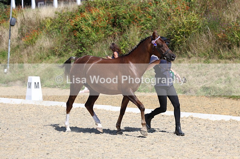 3E7A9845 - In Hand Championship