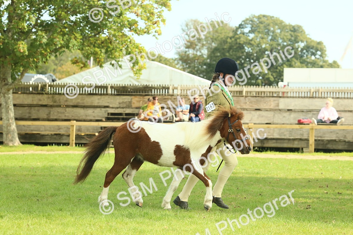 SBM_66576 - S34 - Rehabilitated Rescue Horse & Pony In Hand & Ridden