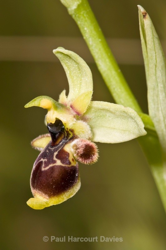 Conrad's Orchid (Ophrys conradiae) - Orchids - Ophrys
