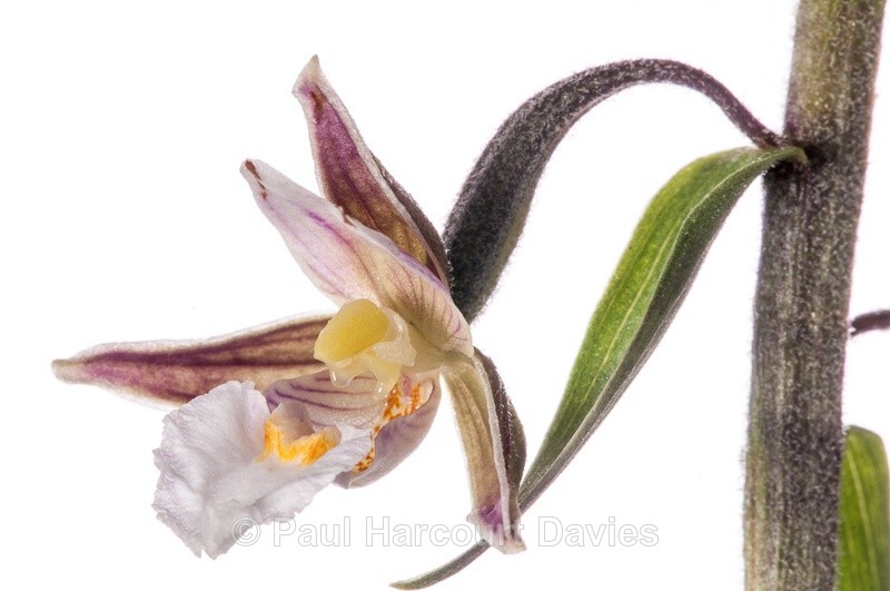 - WB: Orchids - Various