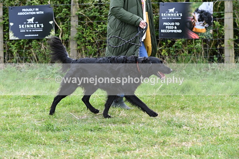 WJ5_9177 - Class 1 Best Cross Breed / Heniz 57