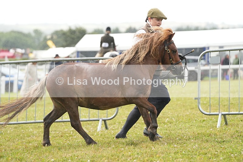 DSC04657 - Class 46: NPS Shetland Youngstock