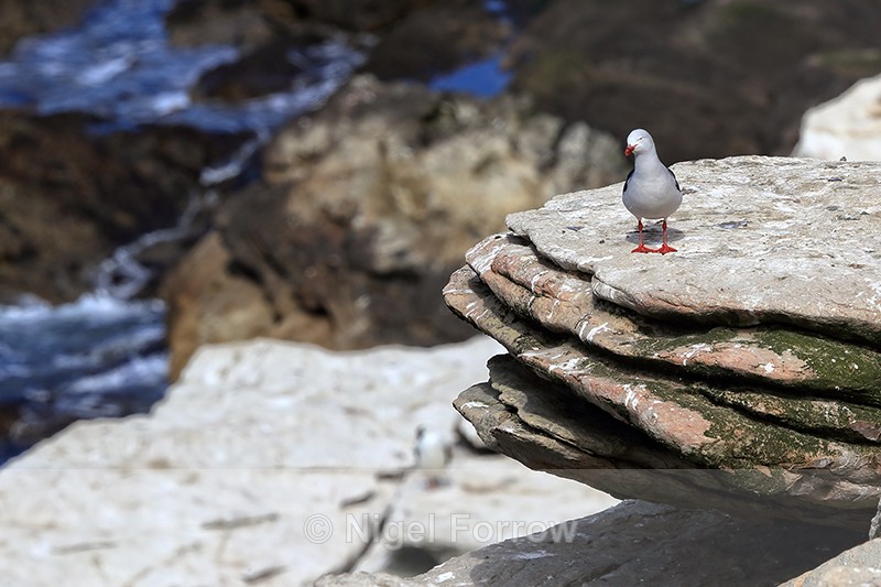 Dolphin Gull standing on ledge, Carcass Island, Falklands - Dolphin Gull
