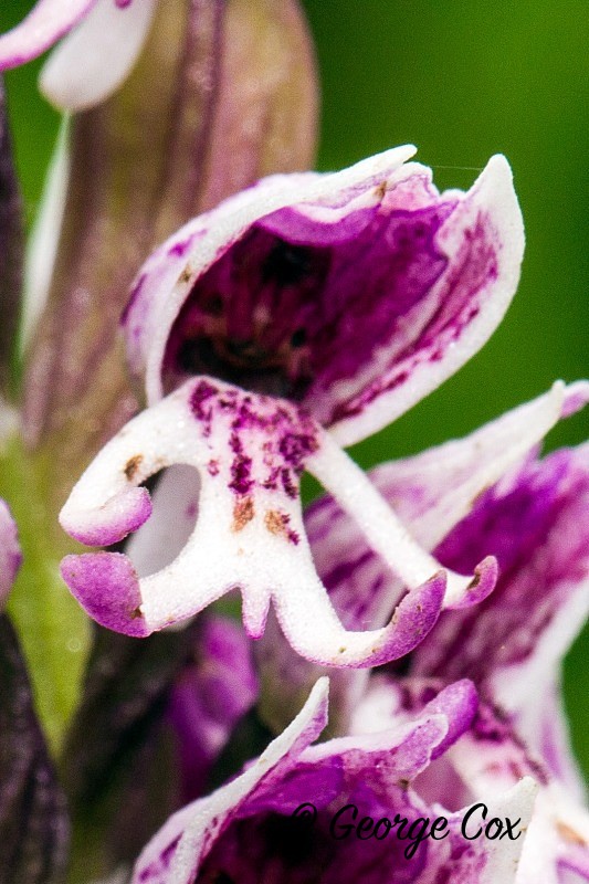 Monkey Orchid Close up - Orchids